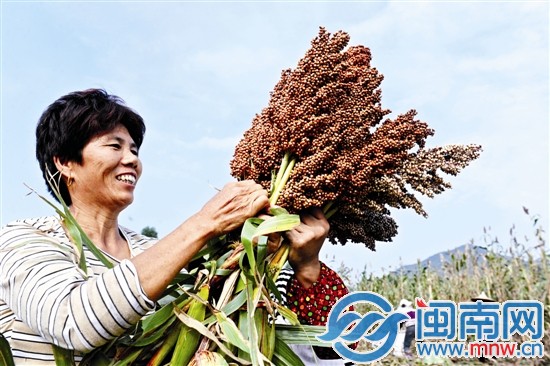 看著飽滿誘人的果實(shí)，收割的阿姨一臉喜悅