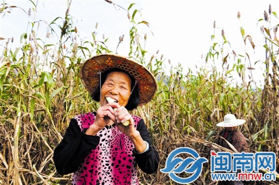 我們的秸稈含糖量很高，咬起來(lái)可甜了