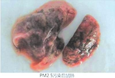 網(wǎng)上文稿展示的正常鼠肺1