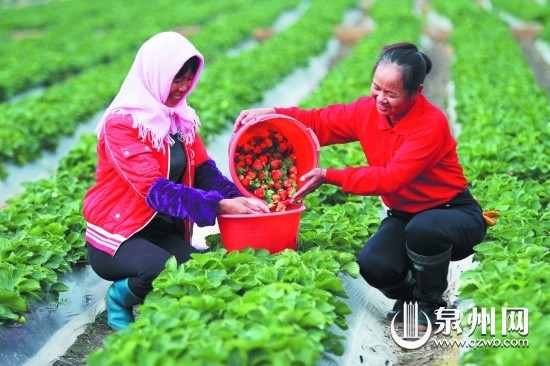 農民在地里將采摘的草莓收集起來