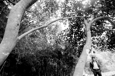 南安向陽(yáng)五臺(tái)樂(lè)山現(xiàn)“連理枝”