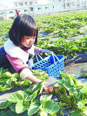 摘草莓