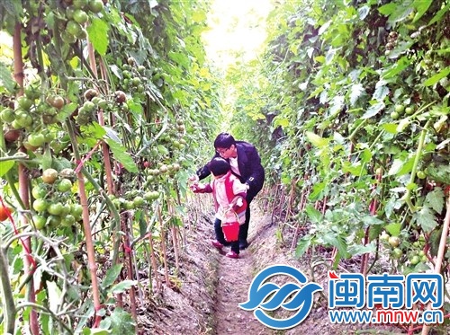 一位父親正在教女兒如何識別熟的圣女果