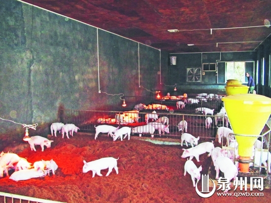 發(fā)酵床使豬的糞便、污水通過發(fā)酵有效分解