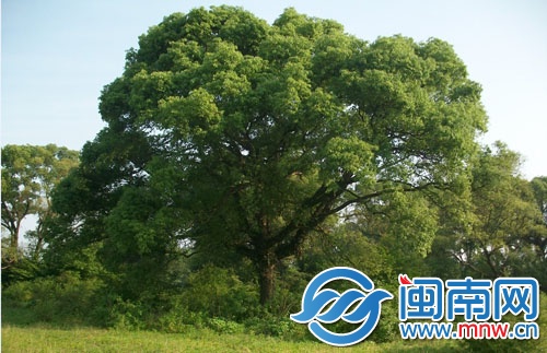 樟樹