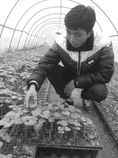 陳坤坤正在察看蔬菜生長(zhǎng)情況