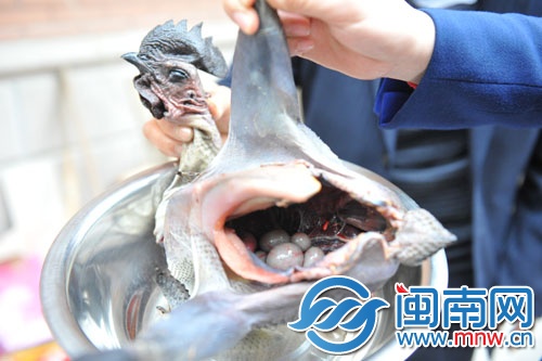 公雞腹內(nèi)有六枚蛋，專家說這是罕見的陰陽雞
