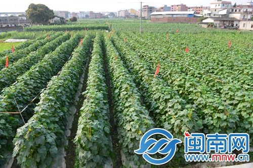 菜農(nóng)很愁，地里這么多黃瓜賣不動(dòng)