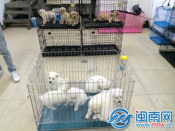 寵物店內(nèi)部
