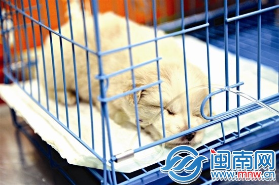 “下周”住院第一天，打點滴時，它趴在籠中