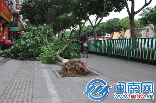 城西環(huán)路被風(fēng)刮倒的刺桐樹