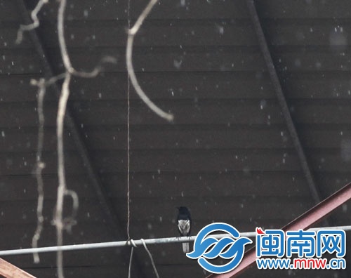 屋檐下，鳥兒躲雨