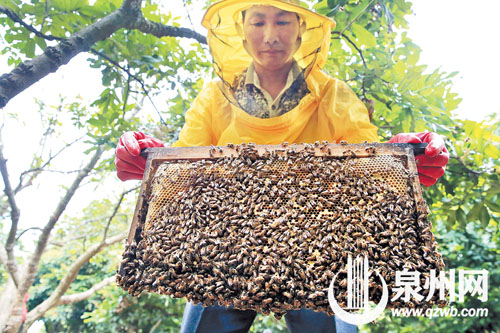 取出滿是蜜蜂的蜂巢，準(zhǔn)備搖蜜