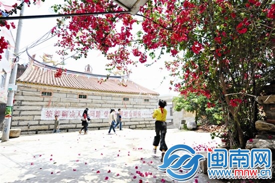 燦爛陽(yáng)光下，三角梅更艷麗了（昨12時(shí)許，攝于泉港區(qū)