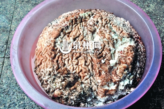 表皮皺巴巴的，看起來(lái)像動(dòng)物大腦。