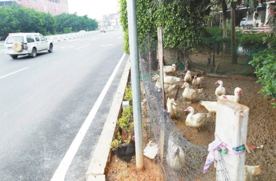 綠化帶上圈養(yǎng)家禽。