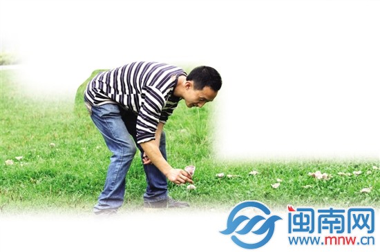 前日上午，東湖公園草地上長蘑菇，引來游客采摘
