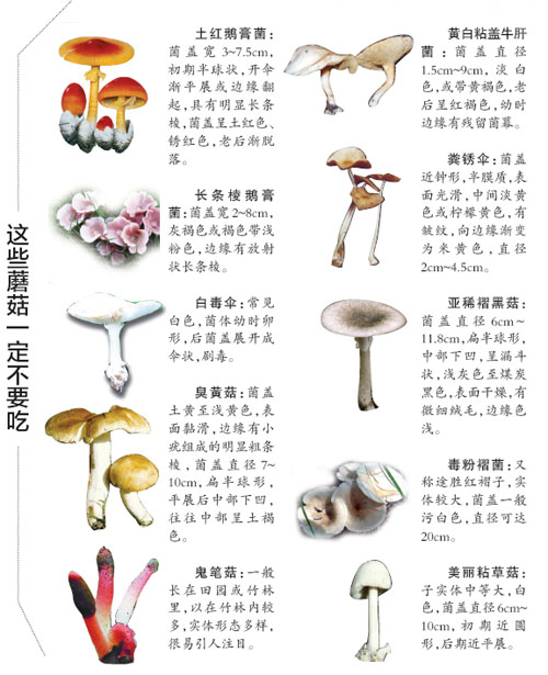 毒蘑菇