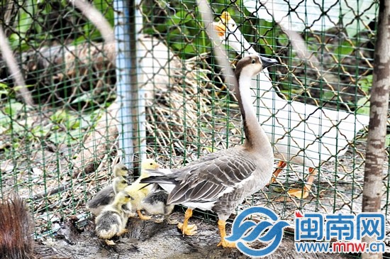 天鵝爸爸就一直守在圍欄外
