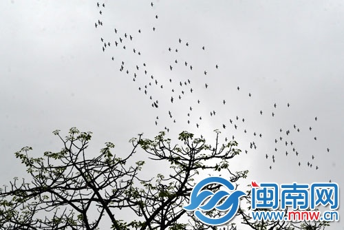 一群鳥掠過陰沉的天空