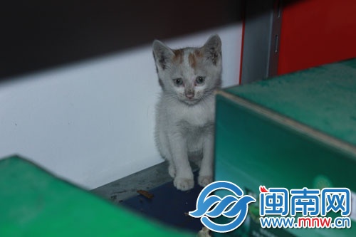 巴掌大的小貓咪