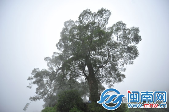 樹高三十多米，樹冠參天