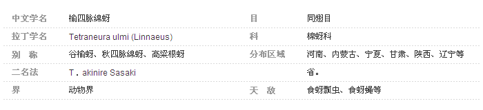 4榆四脈綿蚜