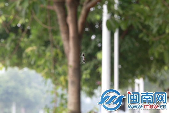 空中掉下一只蟲，攝于南山公園外的人行道