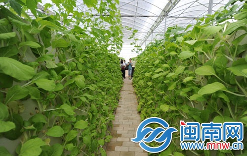 “智能植物工廠”大棚中，兩邊的蔬菜都是無(wú)土噴霧種