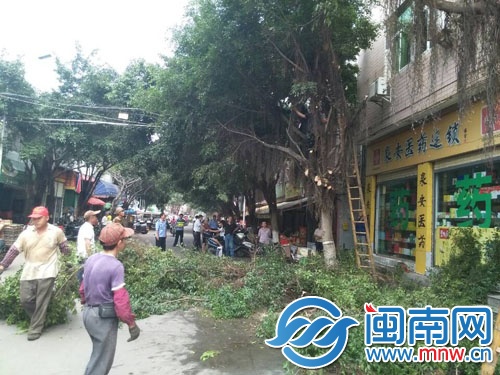 園林工人正在對沿街樹木進行修剪