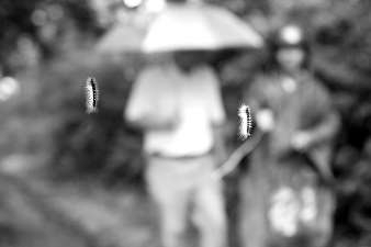 毛蟲懸掛半空，過往行人膽戰(zhàn)心驚。