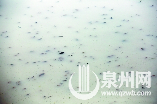 水面上密密麻麻漂浮著魚