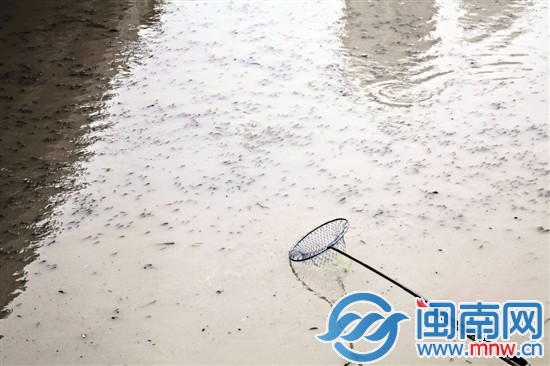 密密麻麻的魚群
