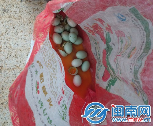 工作人員稱，被偷的鳥蛋極有可能是白鷺蛋