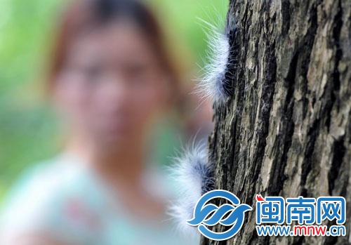 惠安平山寺門口樟樹上的毛毛蟲很密集