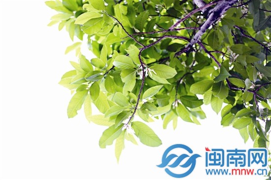 刺桐路邊的白玉蘭已悄然綻放