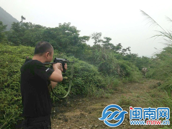 中了三槍后，牛摔倒在地?zé)o法動(dòng)彈