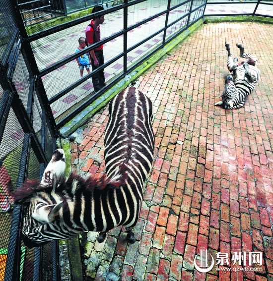 斑馬的籠舍已相對(duì)寬敞