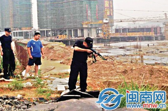 在南安官橋某工地旁，民警將牛擊斃