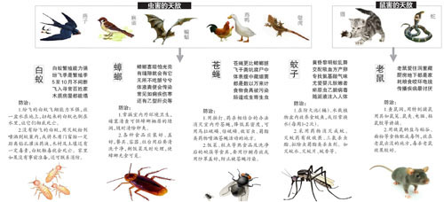 食物鏈