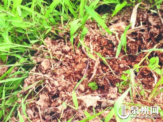 紅火蟻攻擊性很強，市民如被蜇應(yīng)及時處理傷口并就醫(yī)