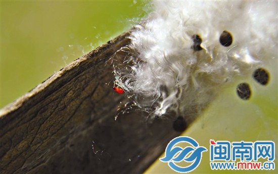 一只細(xì)小的昆蟲在棉絮上盡情翻騰