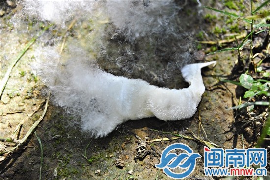 整團(tuán)的棉絮脫離了外殼，還未被風(fēng)吹散之時(shí)，猶如一只