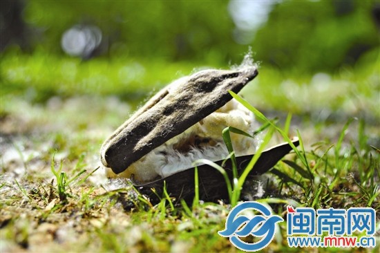 重重落在樹下的木棉果實(shí)，堅(jiān)硬的外殼已經(jīng)開裂