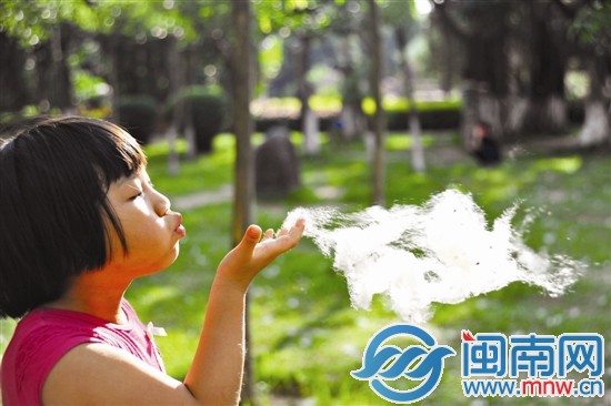 一位小朋友拿起一團(tuán)木棉花絮，種子夾雜在其中，隨風(fēng)