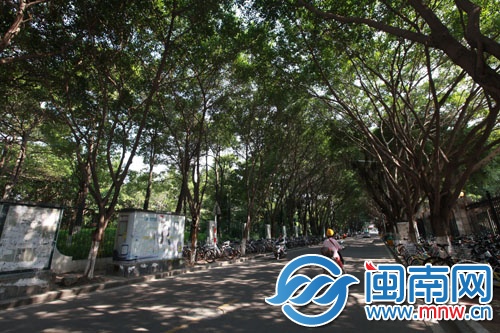 林陰大道是夏天出行最喜歡經(jīng)過(guò)的地方