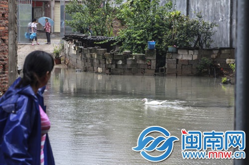 常泰街道，民房院子積水太深成了水塘，鴨子在里面游泳