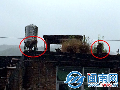 見到民警后，兩只猴子跑到樓頂，玩起了捉迷藏