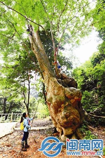 龍巖評(píng)選第二批“古樹(shù)王”