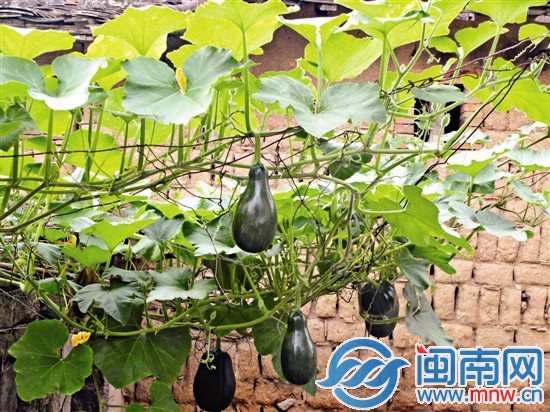 夏至到，應(yīng)季瓜果豆類豐富，蒲瓜也長勢騰騰（攝于惠
